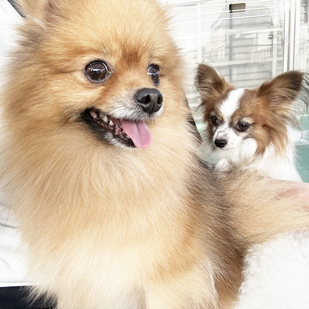 生徒が撮影したモデル犬！ＰＡＲＴ②